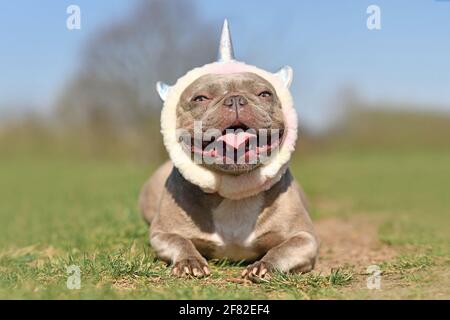 Joyeux chien Bulldog français souriant portant un bandeau unicorn Banque D'Images