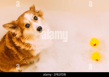 Portrait d'un chien dans une baignoire avec mousse de bain. Canards en caoutchouc dans l'eau Banque D'Images