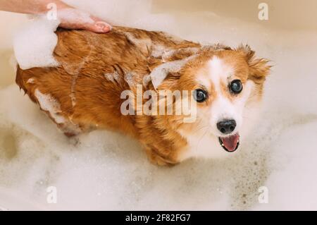 Portrait d'un chien heureux dans la mousse de la baignoire. Le propriétaire lave le chien Banque D'Images