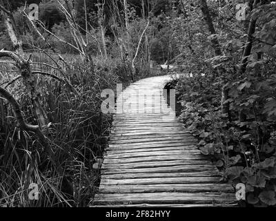 Chemin en bois menant à travers la forêt dense dans le parc national Plitvice, Croatie Banque D'Images