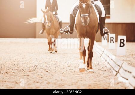 Deux chevaux avec des cavaliers dans les selles se réalisent dans des compétitions de dressage, illuminés par la lumière du soleil. Sports équestres. Équitation. Banque D'Images