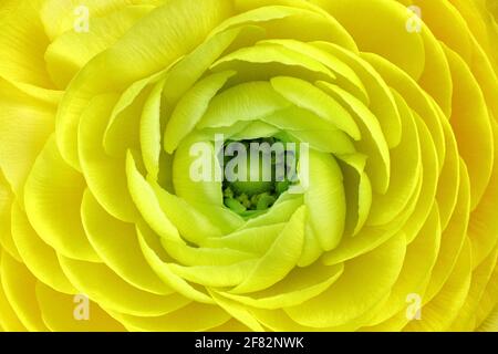 Gros plan d'une coupe de beurre perse (Ranunculus asiaticus) Banque D'Images