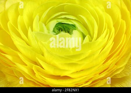 Gros plan d'une coupe de beurre perse (Ranunculus asiaticus) Banque D'Images