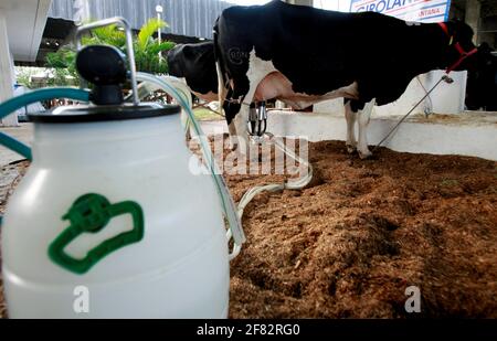 salvador, bahia / brésil - d3, 2014: Le cowboy est vu faire la traite mécanisée de la vache laitière dans la ville de Salvador. *** Légende locale *** . Banque D'Images