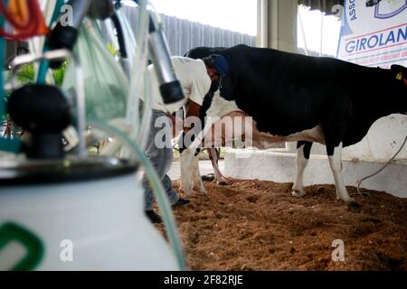 salvador, bahia / brésil - d3, 2014: Le cowboy est vu faire la traite mécanisée de la vache laitière dans la ville de Salvador. *** Légende locale *** . Banque D'Images