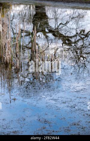 Creux Ponds, Epping Forest, Laytonstone, Londres, Royaume-Uni Banque D'Images