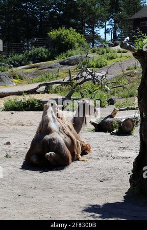 Chameaux de Bactrian alias chameaux avec deux huttes photographiées dans un zoo appelé Korkeasaari situé à Helsinki, en Finlande. Juin 2019. Jour d'été ensoleillé. Banque D'Images