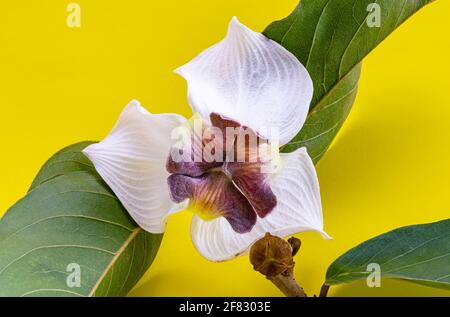 Vue de fleurs de Mitrephora sirikitiae ou de Mahaphromrachinee avec des feuilles en été sur fond jaune. Banque D'Images