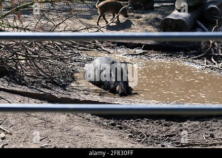 Bateau de baignade photographié dans un zoo appelé Korkeasaari situé à Helsinki, en Finlande. Juin 2019. Jour d'été ensoleillé. Le sanglier profite d'un bain de boue. Banque D'Images