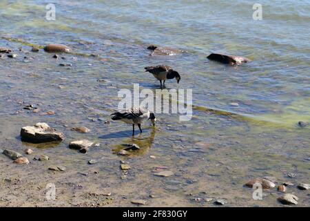 Plusieurs oies du Canada photographiées dans la mer Baltique sur une plage à Helsinki, en Finlande. Juin 2019. Jour d'été ensoleillé. L'oie du Canada est une espèce de canard. Banque D'Images