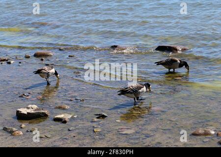 Plusieurs oies du Canada photographiées dans la mer Baltique sur une plage à Helsinki, en Finlande. Juin 2019. Jour d'été ensoleillé. L'oie du Canada est une espèce de canard. Banque D'Images