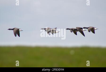 Migration des oiseaux : troupeau d'oies cravantes en vol au-dessus d'une digue herbeuse Banque D'Images