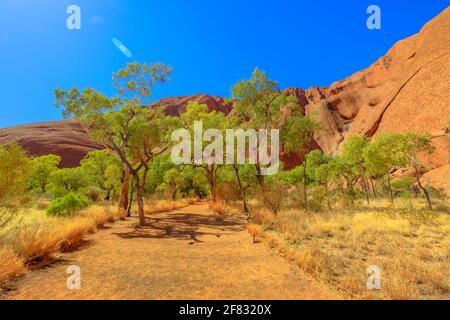 Sentier de sable et végétation du Bush en hiver, à Uluru Mala Walk, une promenade populaire va du parc de Mala à la gorge de Kantju à Uluru-Kata Tjuta Banque D'Images