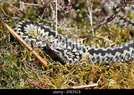 Teesdale, comté de Durham, Royaume-Uni. 11 avril 2021. Météo Royaume-Uni. Après un démarrage glacial, le soleil chaud de printemps a tempéré ce mâle Adder (Vipera berus) pour passer un peu de temps à se prélasser au soleil dans les Pennines du Nord aujourd'hui crédit: David Forster/Alamy Live News Banque D'Images