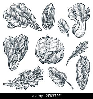 Ensemble de légumes à feuilles vertes, éléments de conception isolés dessinés à la main. Salade de plantes, croquis illustration vectorielle. Ingrédients biologiques naturels Illustration de Vecteur