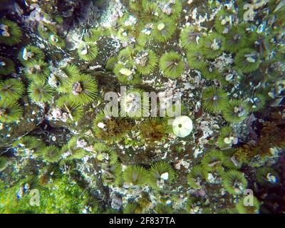 Oursin vert avec des coquilles collées à Punta Espinoza, île Fernandina, Galapagos, Equateur Banque D'Images