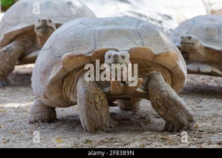 Une tortue géante (Chelonoidis nigra) traverse le désert et passe lentement devant deux autres en montrant sa grosse coquille et sa tête. Banque D'Images