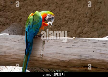 Harlequin Macaw gros plan sur le journal montrant de belles couleurs vibrantes. Espèces hybrides. (ARA chloroptera et Ara ararauna - aile bleue et dorée et verte Banque D'Images