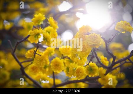 Ochna integerrima ou Ochna, communément appelé Ochna vietnamien, est une espèce d'arbre de la famille des Ochnaceae Banque D'Images