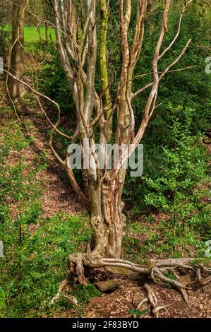 Rowan avec des racines spectaculaires accrochant à une pente abrupte dans Newfield Spring Wood, ancienne forêt de Jordanthorpe, près de Sheffield Banque D'Images