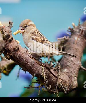 La femme House Sparrow se nourrissant de vers de la viande Banque D'Images