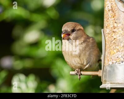 Bruant de maison juvénile avec des perches de semence sur une graine Dans un jardin arrière britannique typique Banque D'Images