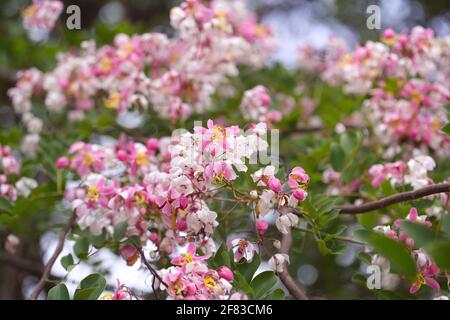 Cassia javanica - fleur en fleur sur les branches d'arbre Banque D'Images