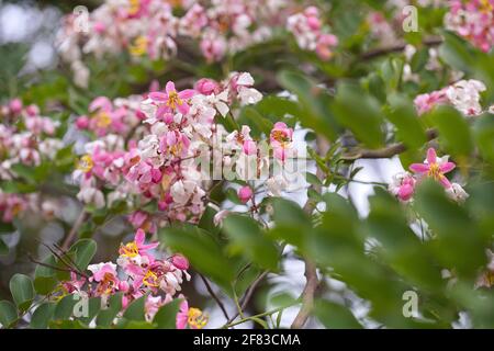 Cassia javanica - fleur en fleur sur les branches d'arbre Banque D'Images