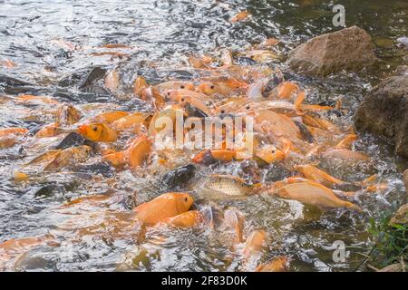 Un haut de poisson de Carp Banque D'Images