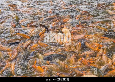 Un haut de poisson de Carp Banque D'Images