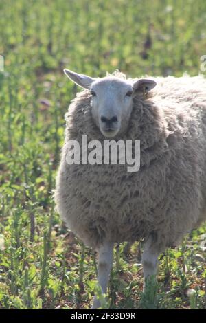 Moutons paître dans le champ au temps de lamage au printemps North Yorkshire Royaume-Uni Banque D'Images