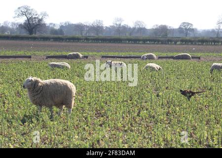 Moutons debout au champ au temps de l'agneaux dans le North Yorkshire Au printemps avec faisan en arrière-plan Banque D'Images