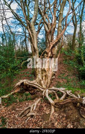 Rowan avec des racines spectaculaires accrochant à une pente abrupte dans Newfield Spring Wood, ancienne forêt de Jordanthorpe, près de Sheffield Banque D'Images