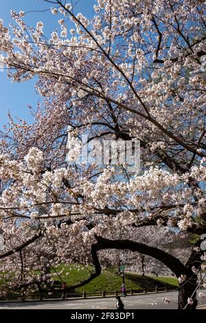 Au printemps, cerisiers en fleurs dans Central Park, New York Banque D'Images