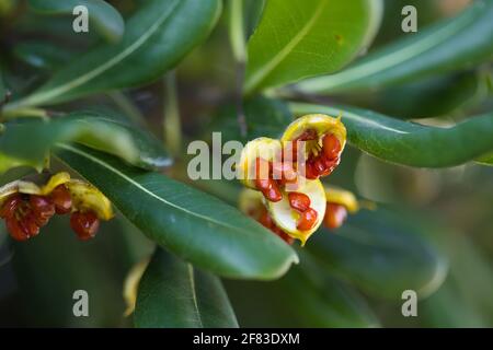 Graines et feuilles d'Euonymus japonicus (Une espèce de plante à fleurs de la famille des Celastraceae) Banque D'Images