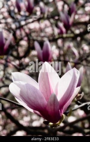 Au printemps, des magnolias avec des Blossoms à Central Park, New York Banque D'Images