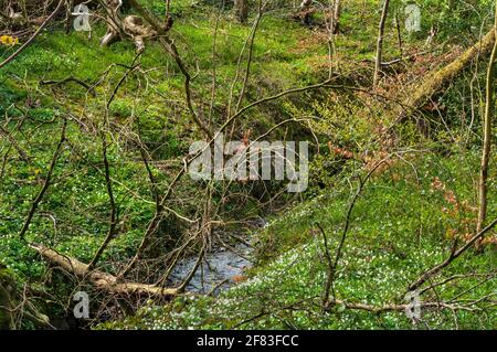 Petit ruisseau et végétation enchevêtrée dans Newfield Spring Wood, ancienne forêt de Jordanthorpe, près de Sheffield Banque D'Images