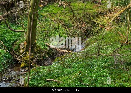 Petit ruisseau et végétation enchevêtrée dans Newfield Spring Wood, ancienne forêt de Jordanthorpe, près de Sheffield Banque D'Images