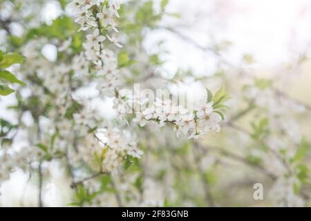 Prunus spinosa, appelé le noir ou le sloe, est une espèce de plante à fleurs de la famille des Rosacées Banque D'Images