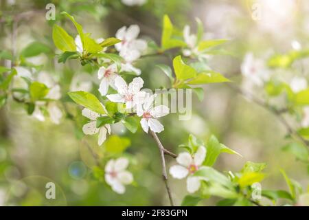 Prunus cerasifera, d'abondantes fleurs blanches fleurissent au printemps Banque D'Images