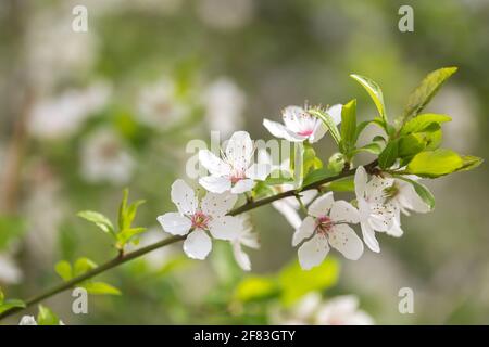 Prunus cerasifera, d'abondantes fleurs blanches fleurissent au printemps Banque D'Images