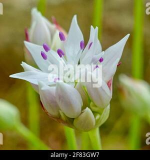 Allium amplectens est une espèce d'oignon sauvage connue sous le nom commun oignon à feuilles étroites. Banque D'Images