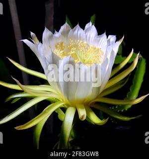 Gros plan de la tête de fleur d'Hylocereus undatus. Banque D'Images