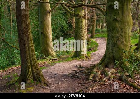 Une variété d'espèces d'arbres en lumière douce dans Newfield Spring Wood, ancienne forêt de Jordanthorpe, près de Sheffield Banque D'Images