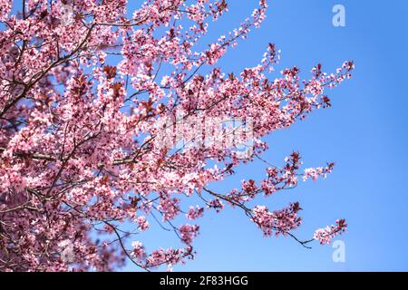 Cherry Plum Tree (Prunus cerasifera nigra), la floraison des fleurs rose Banque D'Images