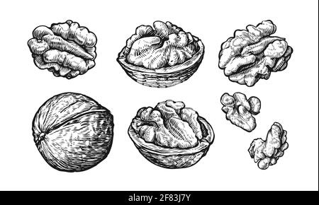 Jeu d'écrous. Dessin à la main de noix isolées sur fond blanc. Illustration vectorielle Illustration de Vecteur