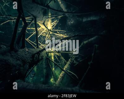 Épinette tombée sous l'eau la nuit Banque D'Images