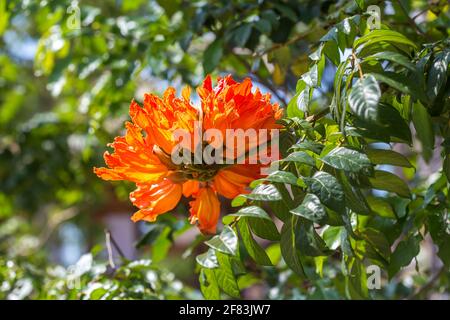 Fleur de tulipe africaine (spathodea campanulata) Banque D'Images