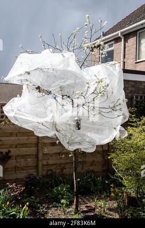 Protéger la fleur d'un arbre damson du gel. Banque D'Images