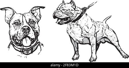 American Pitbull Terrier illustration on white Illustration de Vecteur